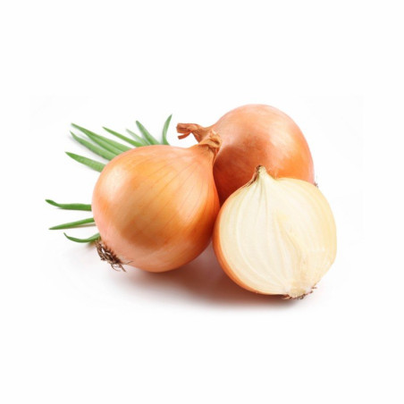  onion